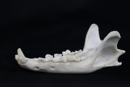 Geriatric Red Fox Mandible