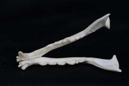 Geriatric Red Fox Mandible
