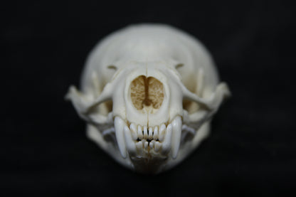 Juvenile River Otter Skull