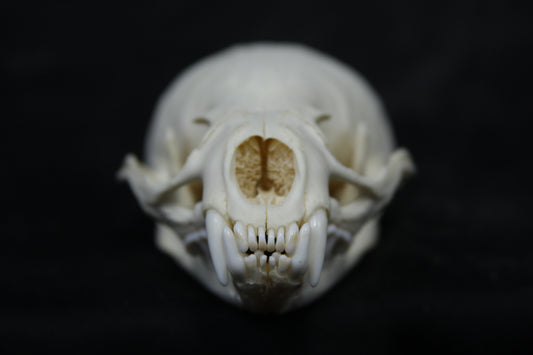 Juvenile River Otter Skull