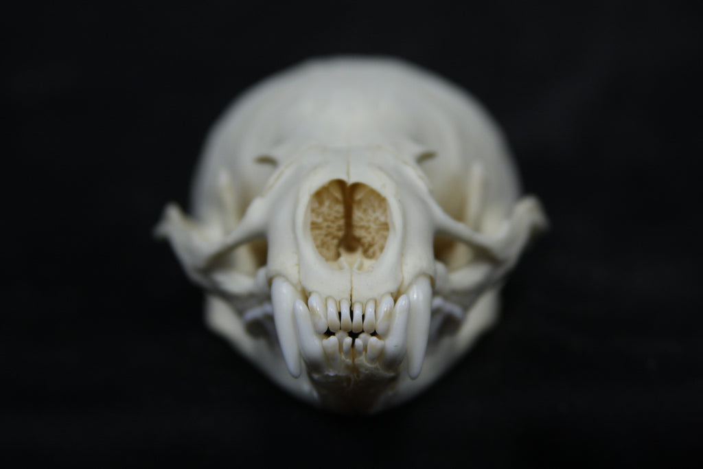 Juvenile River Otter Skull
