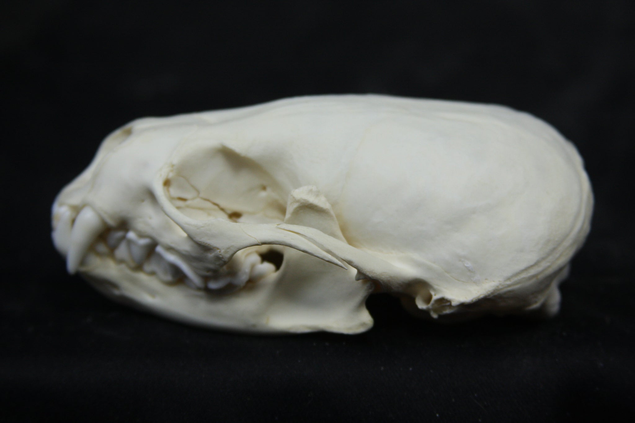 Juvenile River Otter Skull