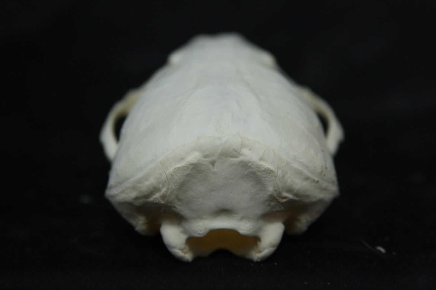 Juvenile River Otter Skull