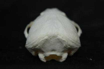 Juvenile River Otter Skull