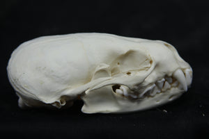 Juvenile River Otter Skull