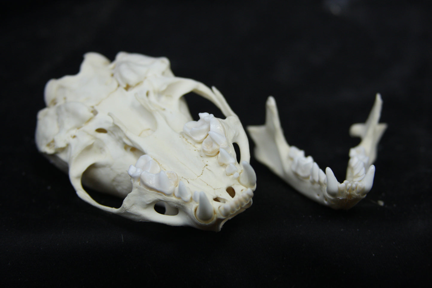 Juvenile River Otter Skull