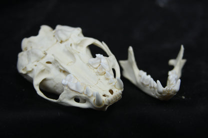 Juvenile River Otter Skull
