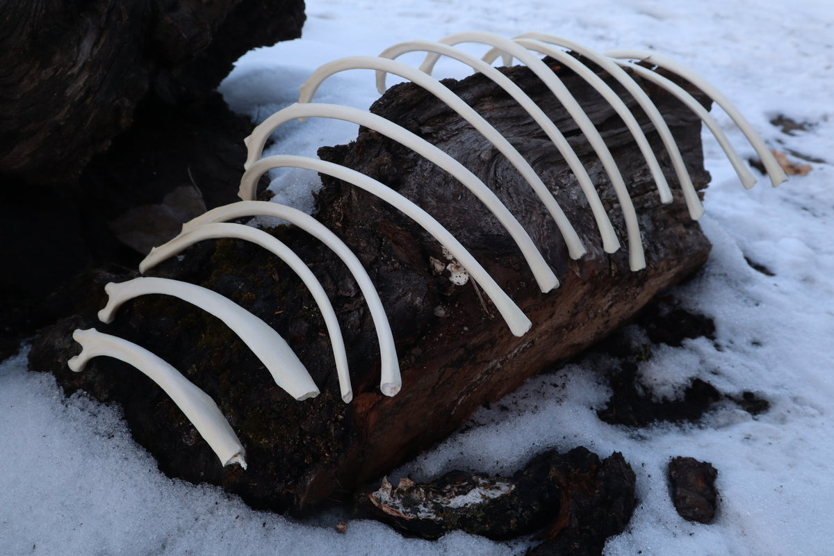 Wolf Rib