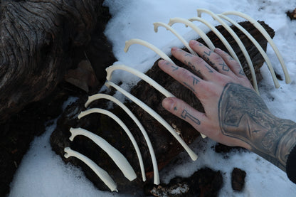 Wolf Rib