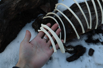 Wolf Rib