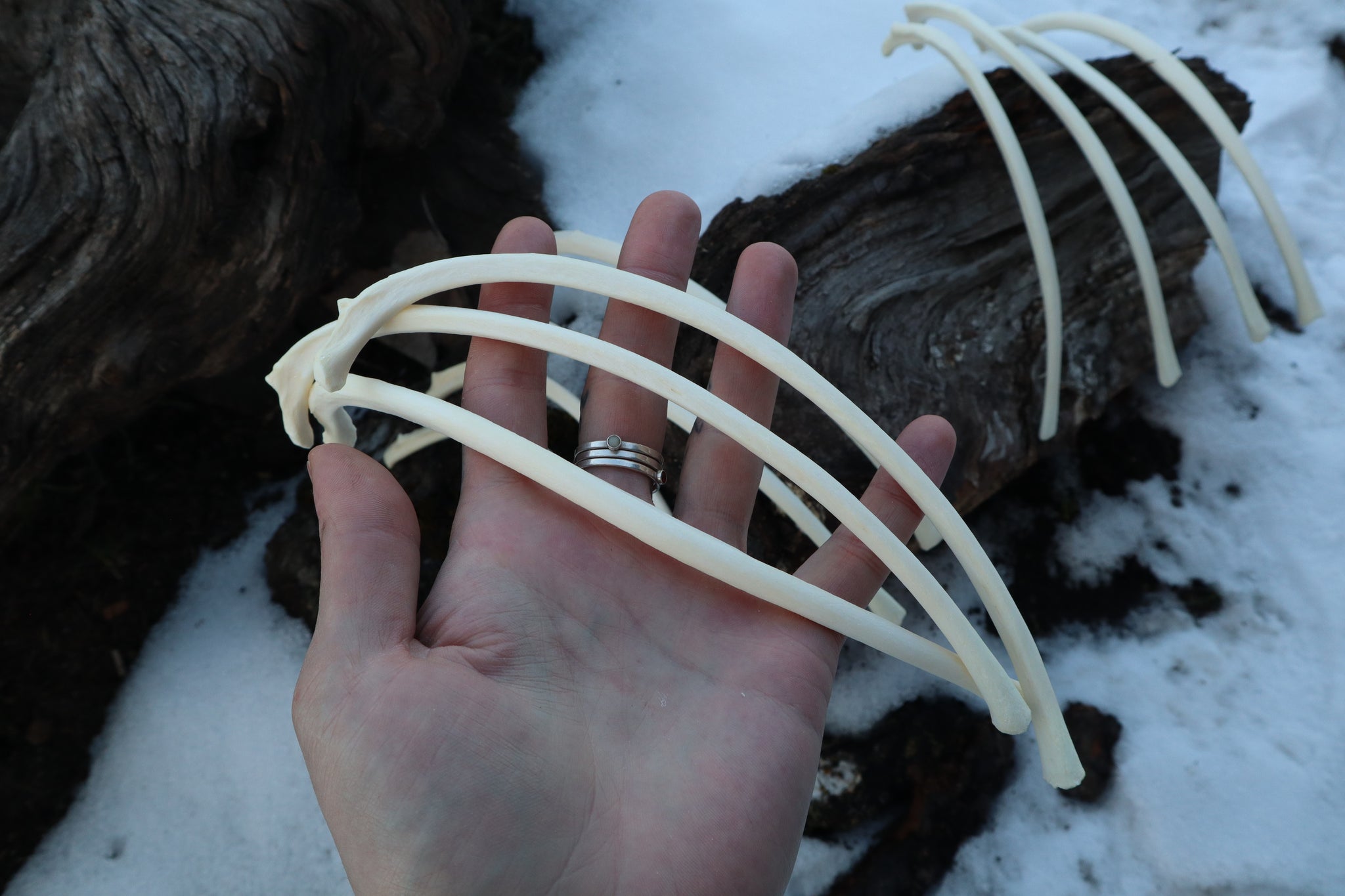 Wolf Rib – Freyja's Forest