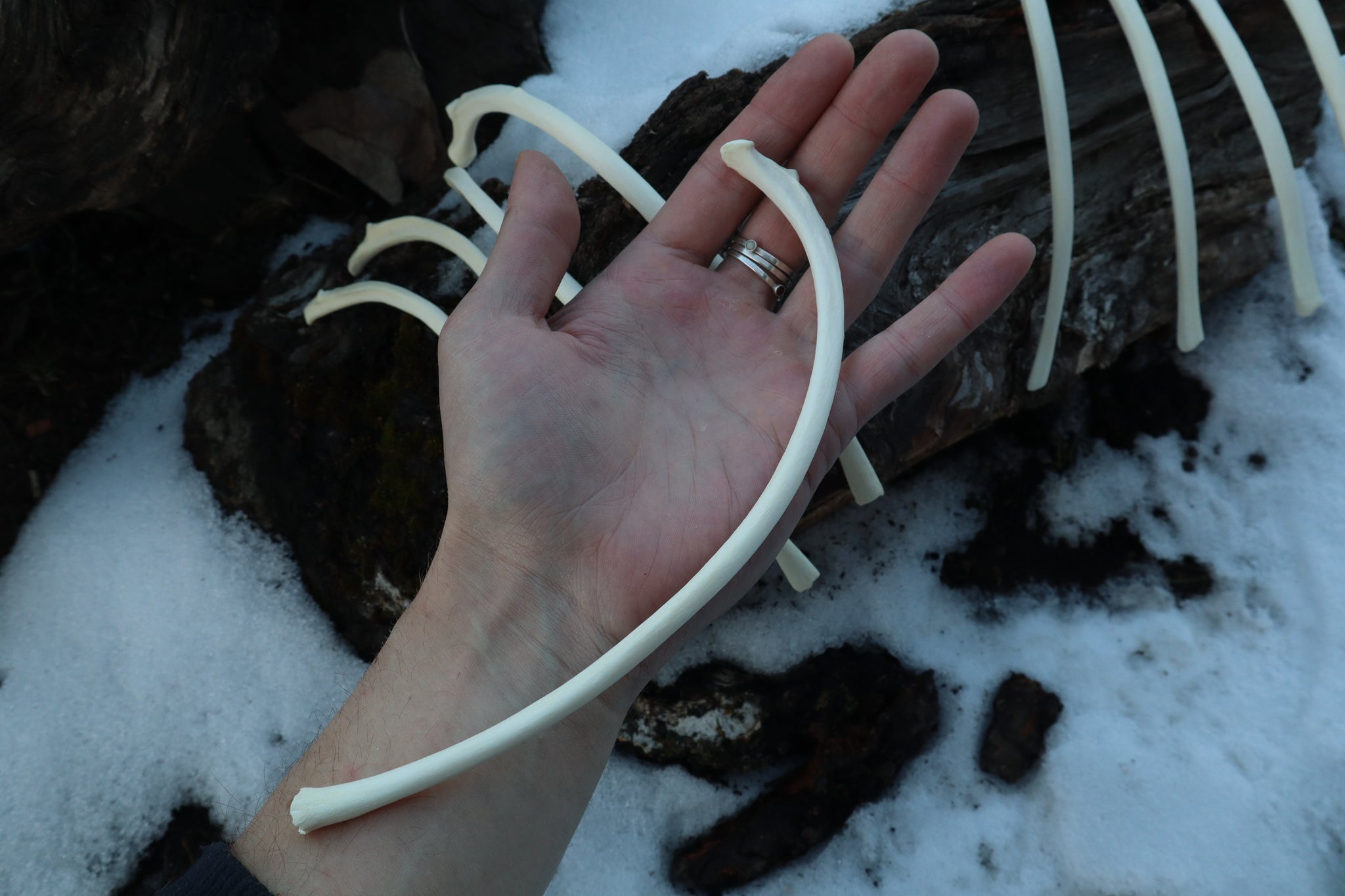 Wolf Rib – Freyja's Forest