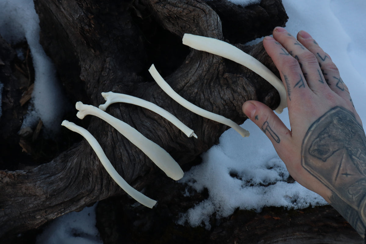 Wolf Rib