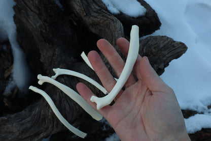 Wolf Rib
