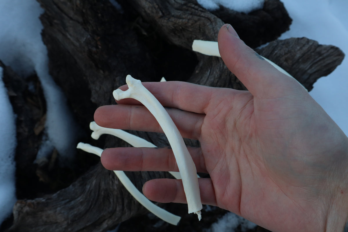 Wolf Rib