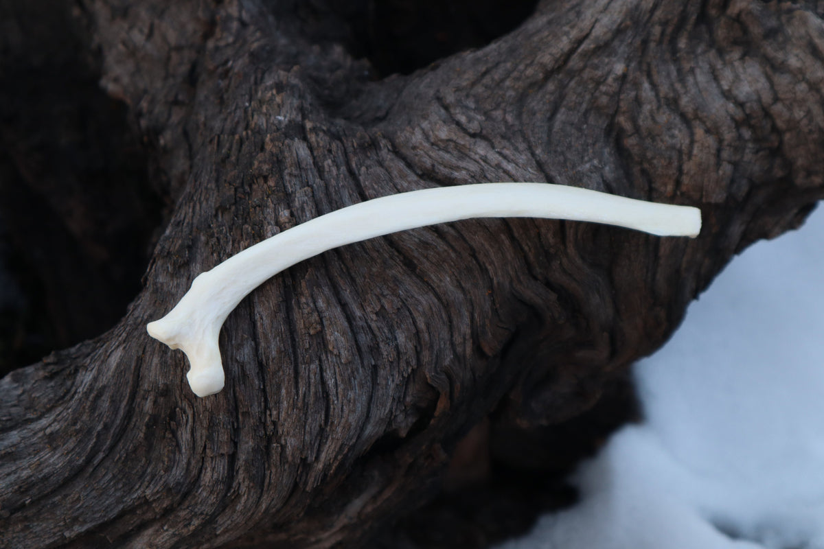 Wolf Rib