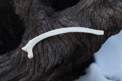 Wolf Rib