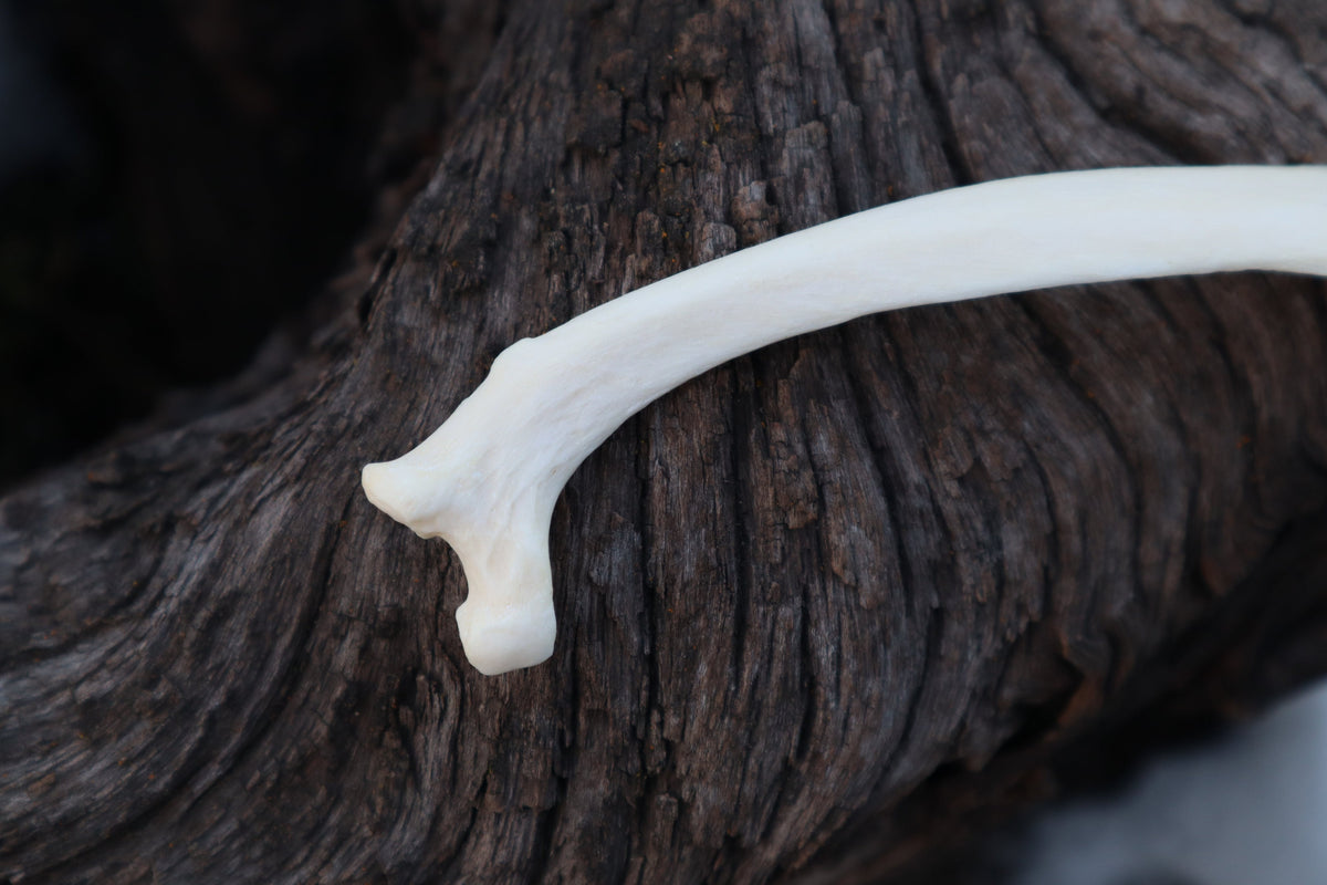 Wolf Rib
