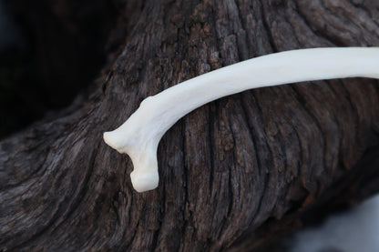 Wolf Rib