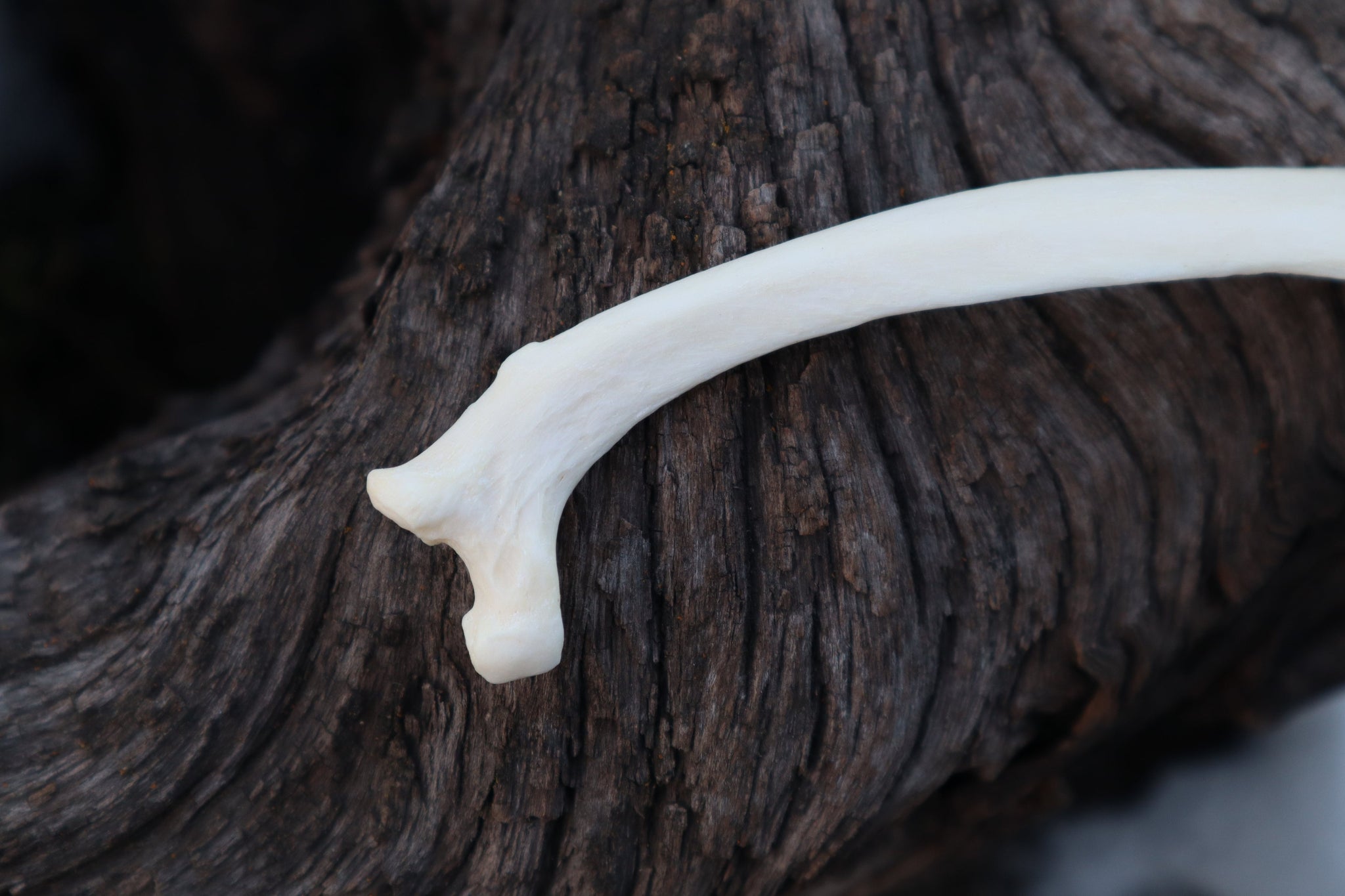 Wolf On Ribs Wolf Rib – Freyja's Forest
