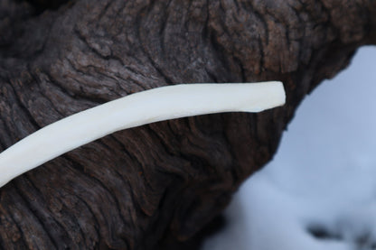 Wolf Rib