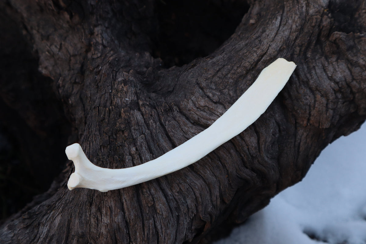 Wolf Rib