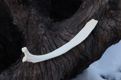 Wolf Rib