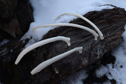 Wolf Rib