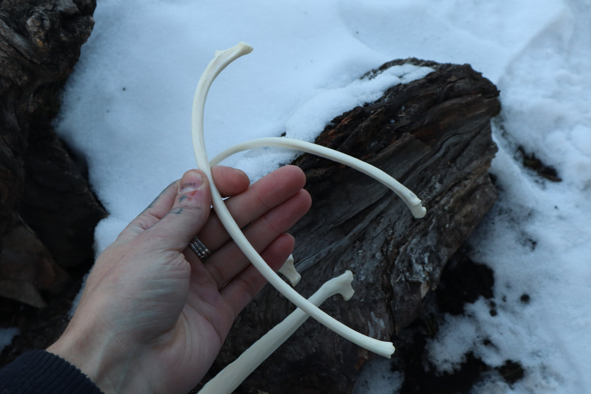 Wolf Rib