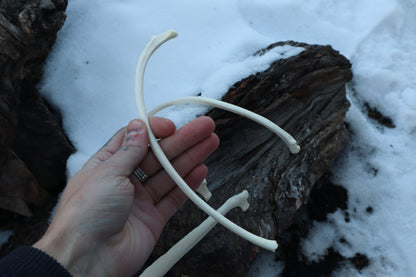 Wolf Rib
