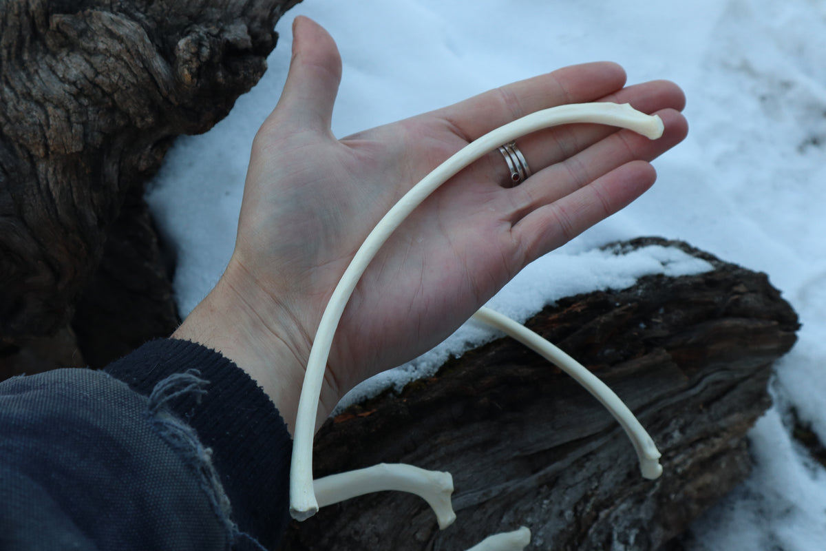 Wolf Rib
