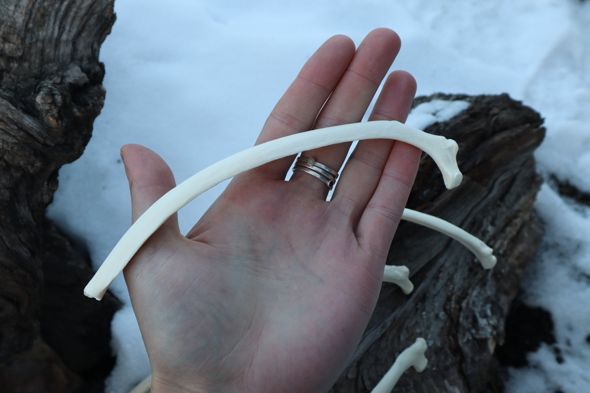 Wolf Rib – Freyja's Forest