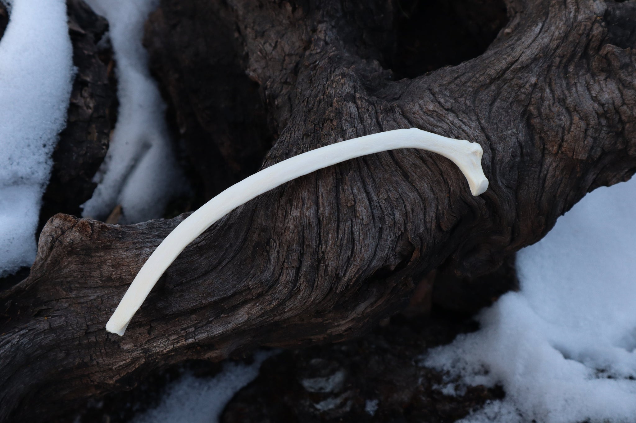 Wolf Rib – Freyja's Forest