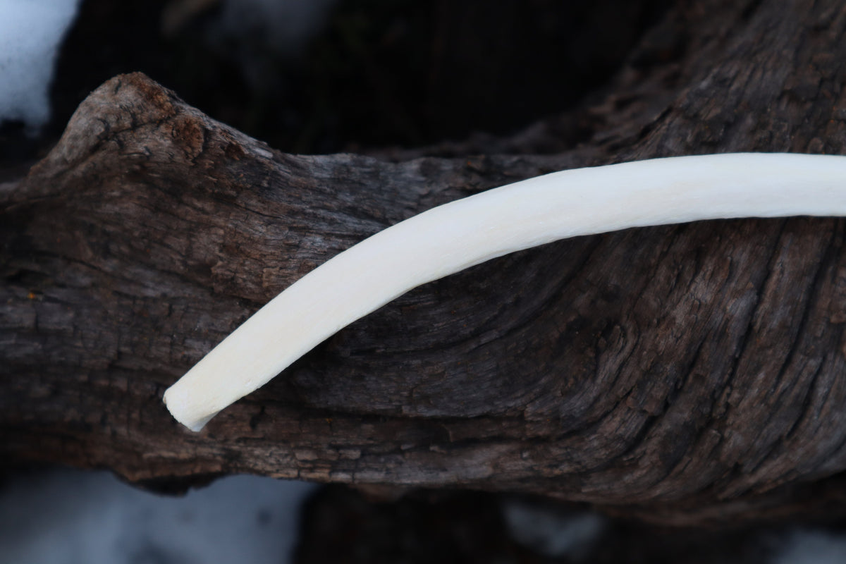 Wolf Rib