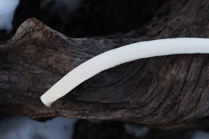 Wolf Rib