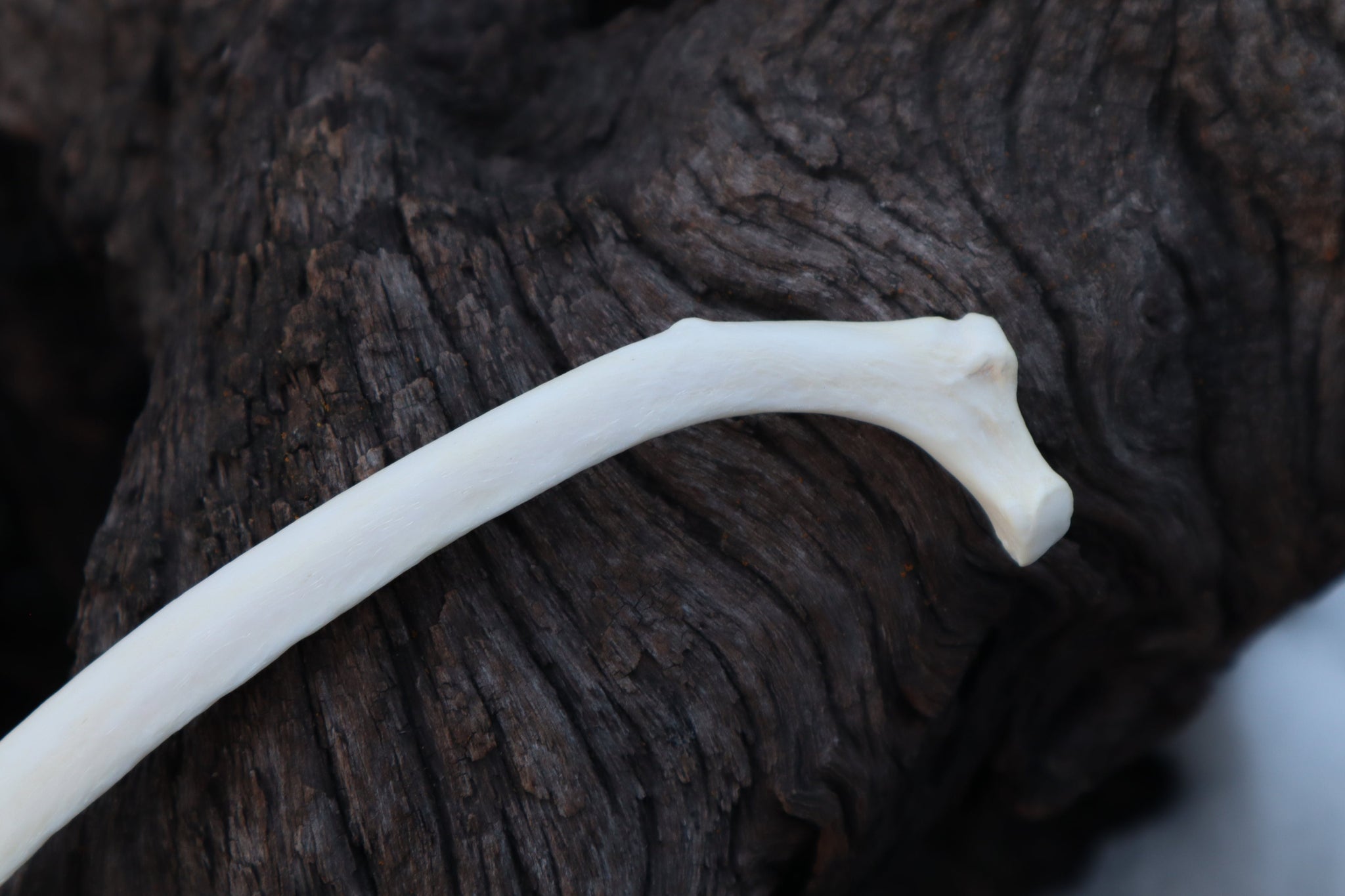 Wolf Rib – Freyja's Forest