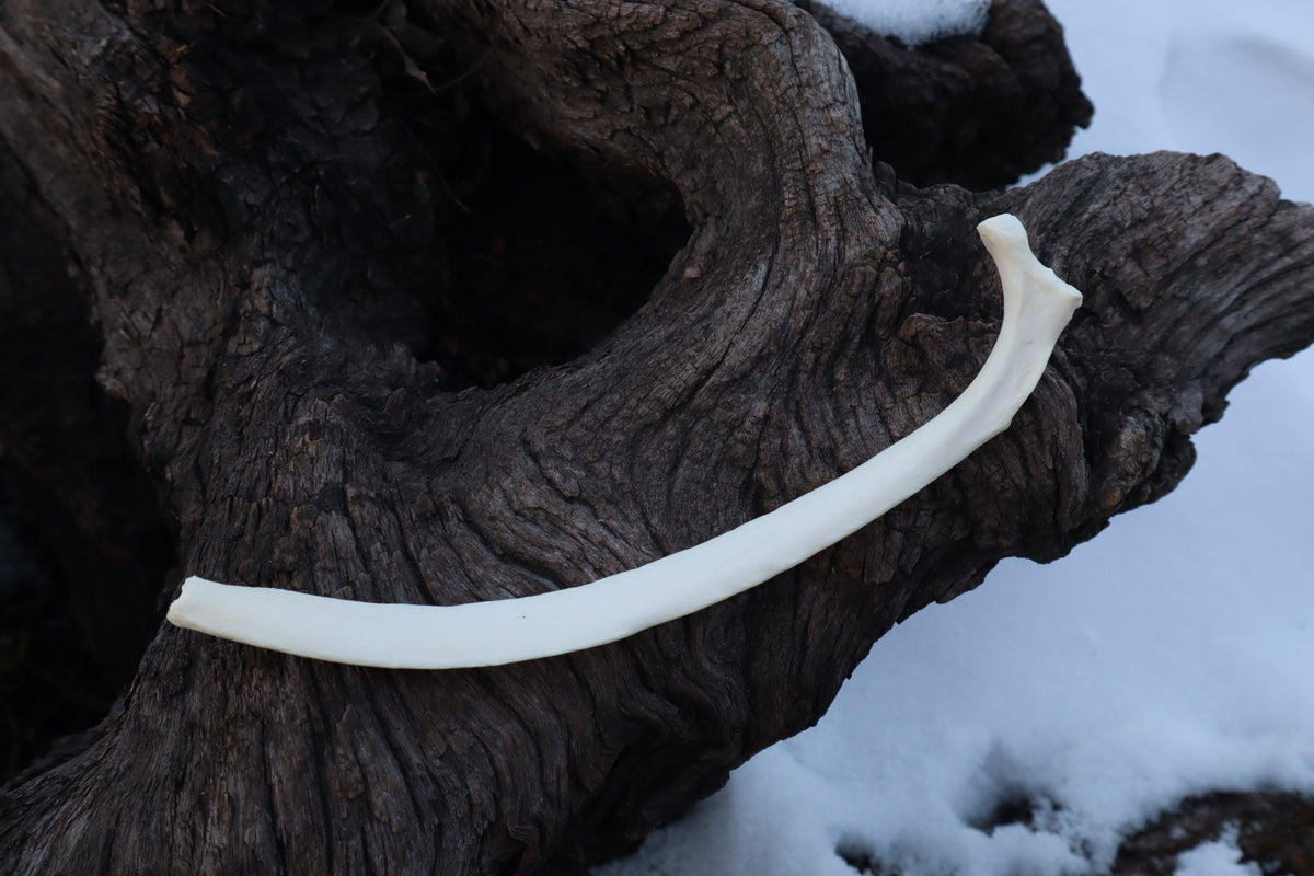 Wolf Rib