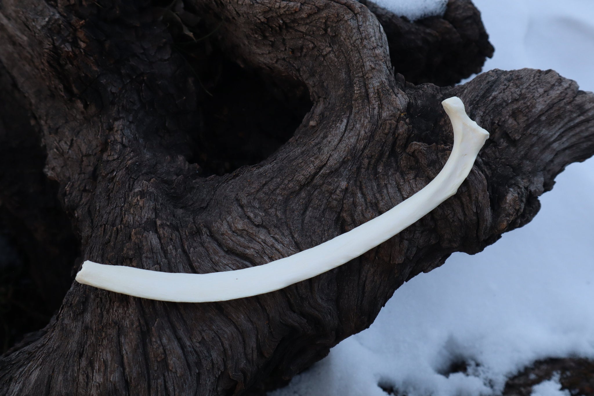 Wolf Rib – Freyja's Forest