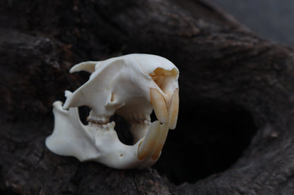Craft Groundhog Skull