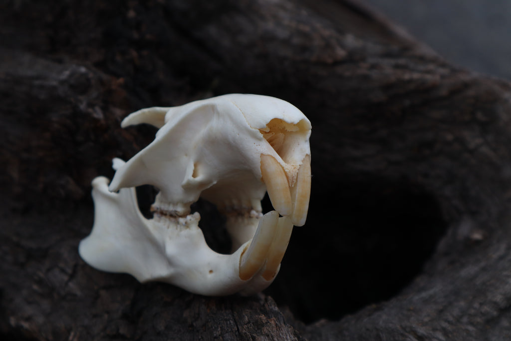 Craft Groundhog Skull
