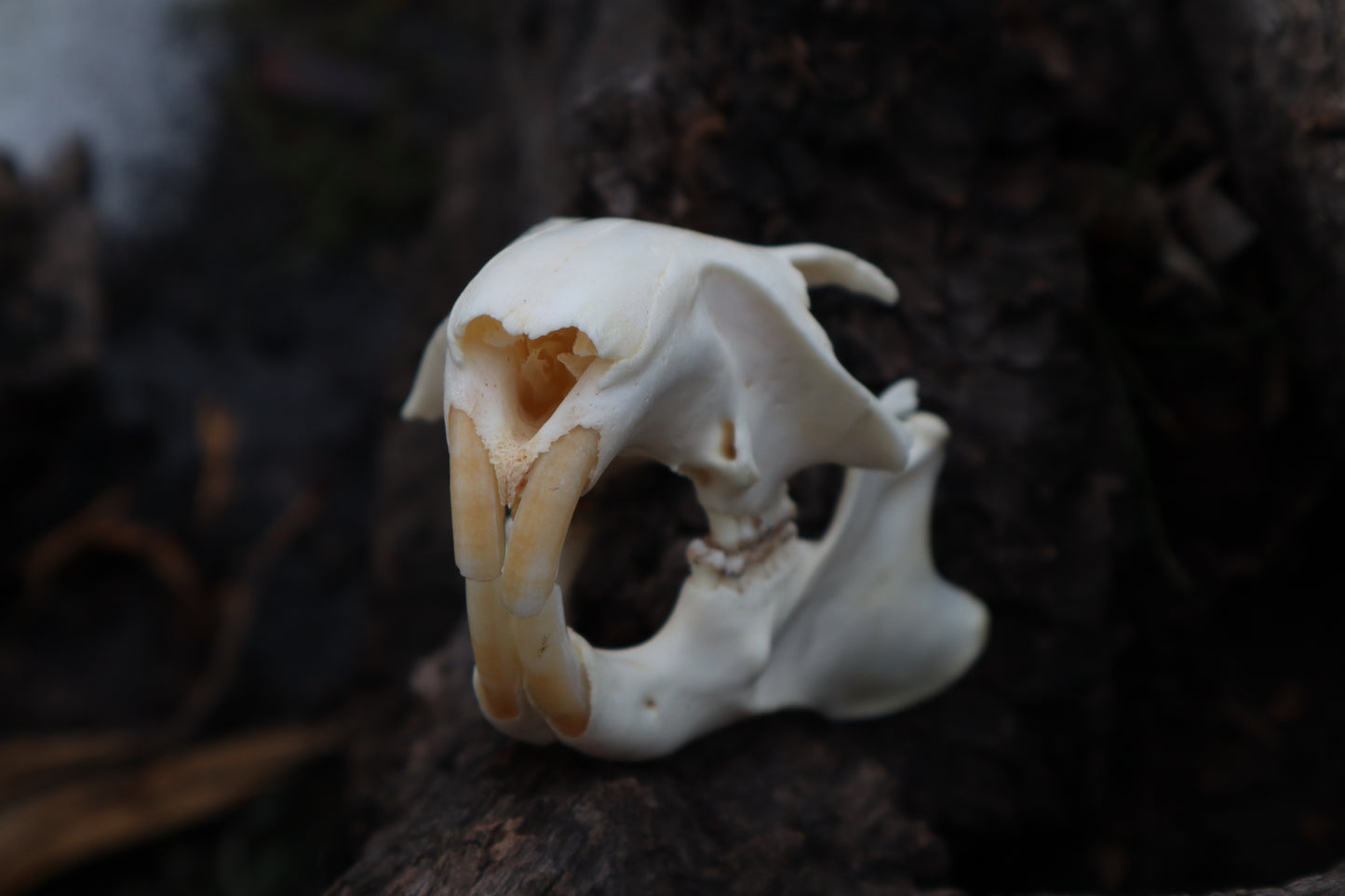 Craft Groundhog Skull