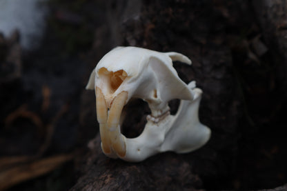 Craft Groundhog Skull