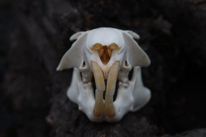 Craft Groundhog Skull