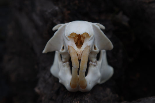 Craft Groundhog Skull