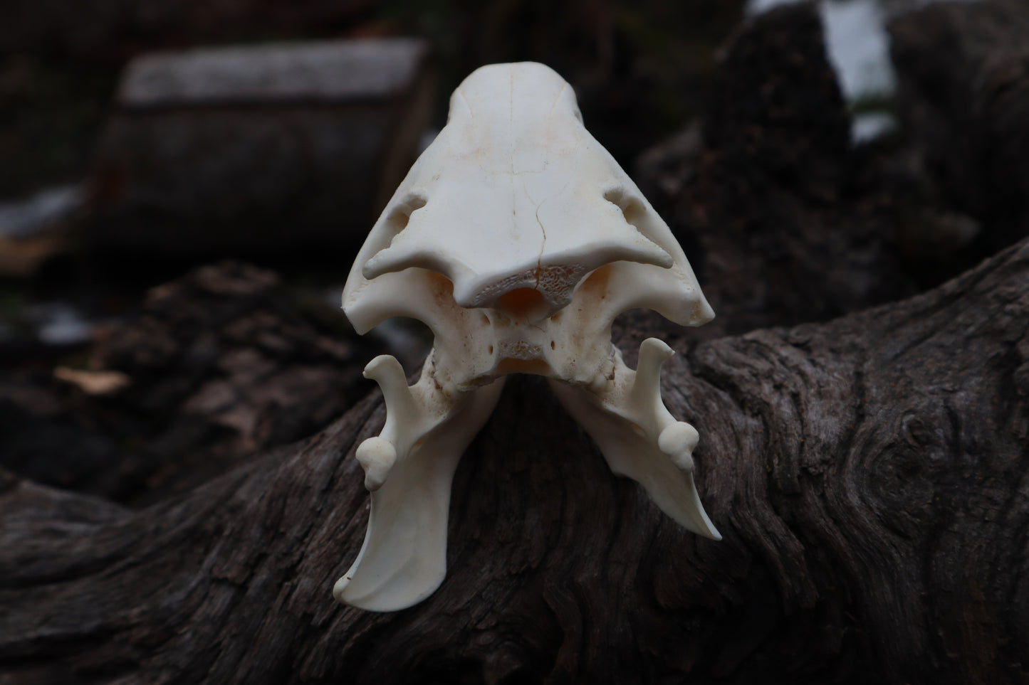 Craft Groundhog Skull