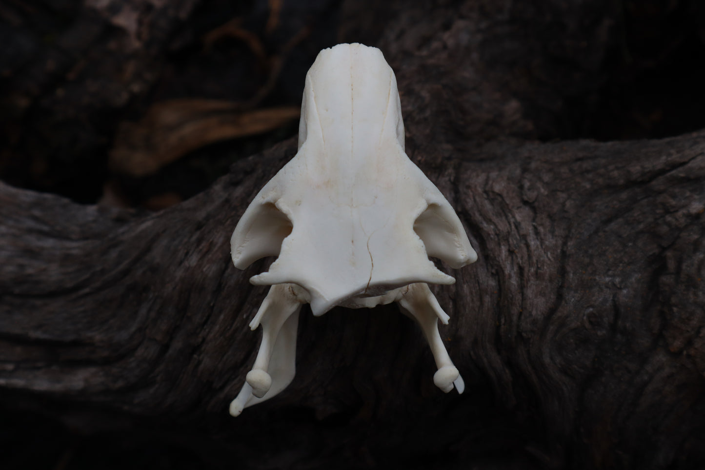 Craft Groundhog Skull