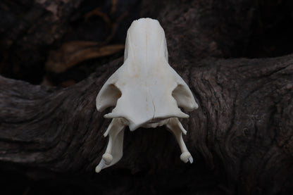 Craft Groundhog Skull