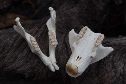 Craft Groundhog Skull