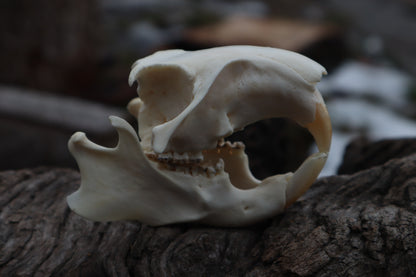 Craft Groundhog Skull