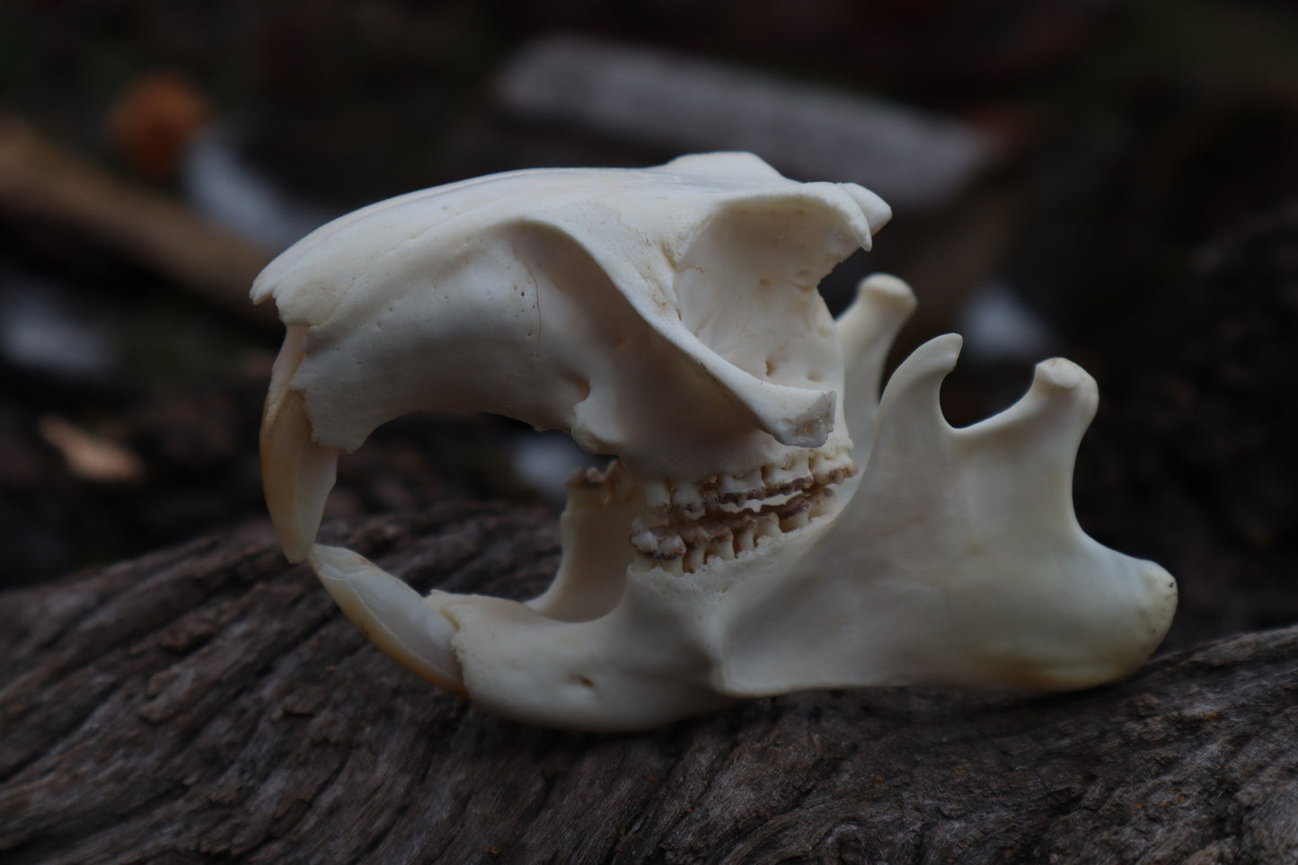 Craft Groundhog Skull